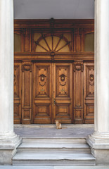 Cute street cat sitting in front of an old wooden ornate door
