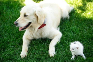 White puppy lying with kitten on green grass