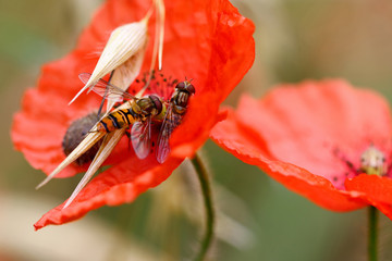 Hoverflies on wolf poppy