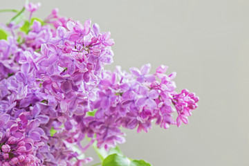 Close-up of lilac