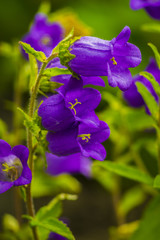 autiful bluebell flowers with rain drops on a green blur background. beautiful bluebell flowers