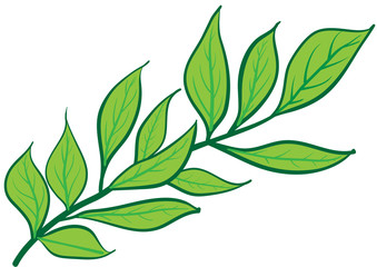 Green branch with leaves