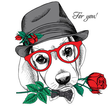 The image of the dog Beagle in the hat with flower of the rose. Vector illustration.