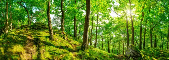 Fototapeten Wald Panorama bei strahlendem Sonnenschein © Günter Albers