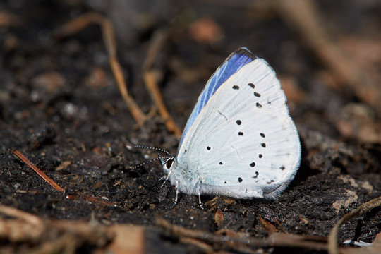 Blue butterfly sitting on a black charcoal in the forest