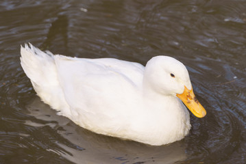 lose-up of a white duck
