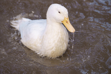 lose-up of a white duck