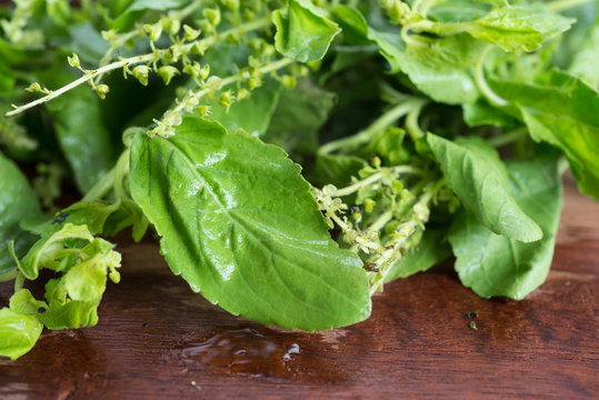 Food series : Closeup of fresh holy basil on wooden board
