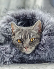 beautiful cat in a fur coat was wrapped up from cold