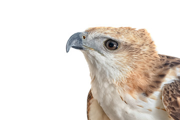 Portrait of beauty hawk ,Changeable Hawk Eagle (Nisaetus limnaeetus)
