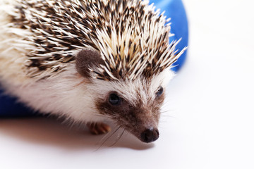 Cute hedgehog