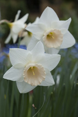 Naklejka na ściany i meble Daffodill (Narcissus). Spring in a garden in Hessen, Germany