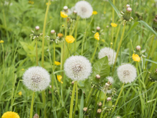 White and yellow dandelions field