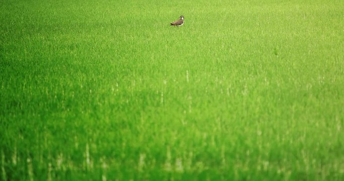 Vanellus vanellus, pavoncella, cerca cibo in una risaia in provincia di Pavia, Italia, e vola via