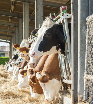 Cows eating hay in cowshed