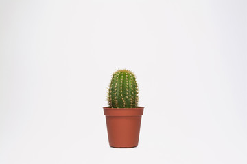 Baby Cactus (with clipping path)