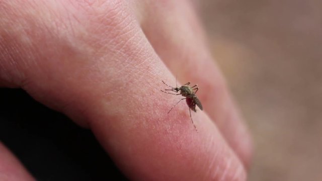 Mosquito Bite Into Finger and Being Killed
