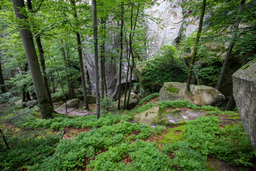 Deep moss forest