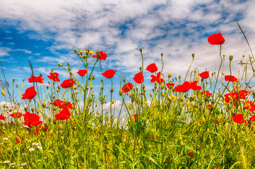 flower poppy