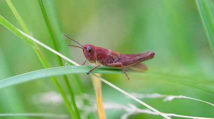 grasshopper on leaf