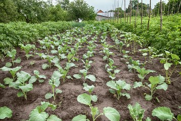 green cabbage