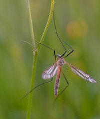 mosquito nematocera