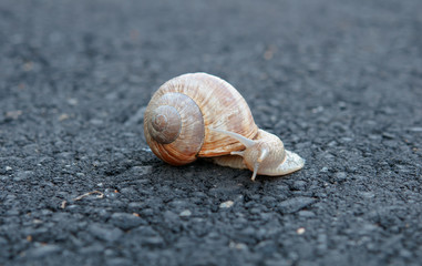 snail trail