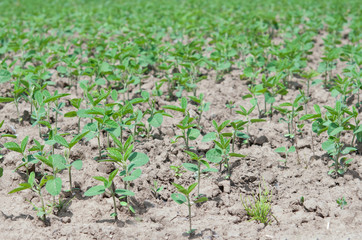 soybean
