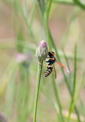 wasp