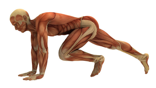 Human male form showing muscle forms (no skin).
