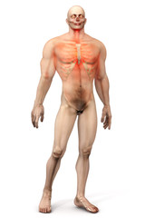 Male Anatomy - Chest Pain