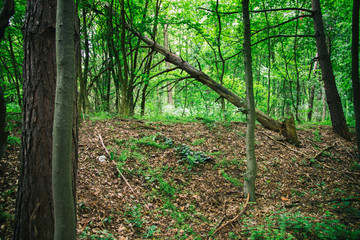 Deep moss forest