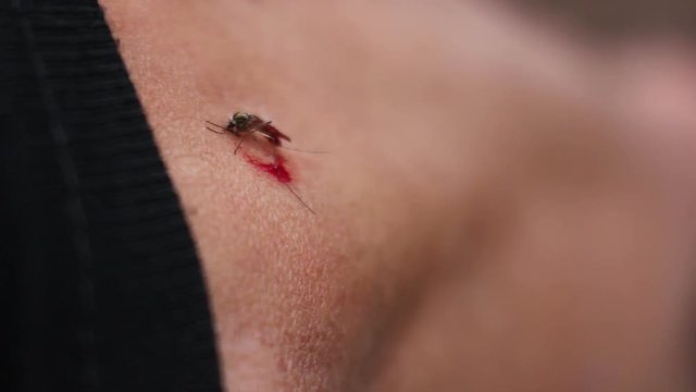 Mosquito Bite Man Crush it