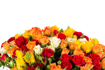 background colorful shrub rose isolate on white