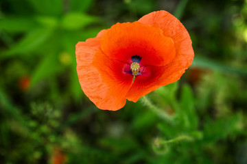 Single flower of red poppy (red weed, Papaver rhoeas ) on green background. Closeup. Selective focus