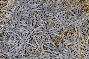 Closeup of a Blue-Chalk Sticks (Senecio serpens) in a garden