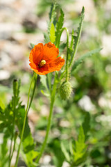 Single flower of red poppy (red weed, Papaver rhoeas ) on green background. Closeup. Selective focus