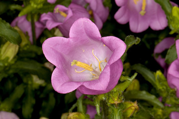 Fototapeta premium Closeup of a Canterbury Bells -Champion Pink- (Campanula medium) flower in a garden