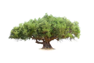 Türaufkleber Olivenbaum Olivenbaum