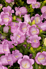 Closeup of a Canterbury Bells -Champion Pink- (Campanula medium) flower in a garden