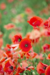 flowers of field poppy