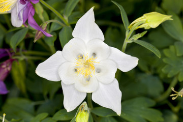 Obraz na płótnie Canvas Closeup of a Columbine (Aquilegia) flower in a garden. Columbine are also called Granny's Bonnet . 