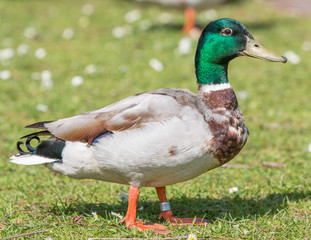 männliche Stockente (Anas platyrhynchos) 