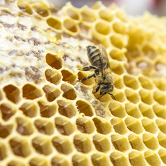 a bee on a honeycomb