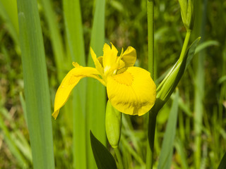 Yellow flag iris pseudacorous macro selective focus, shallow dof