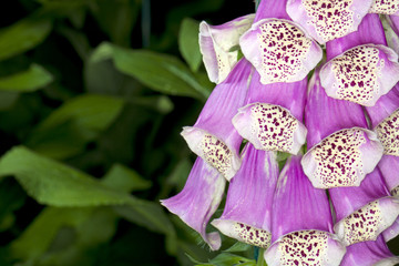 Closeup of a Foxglove (Diditalis purpurea) flower in a garden