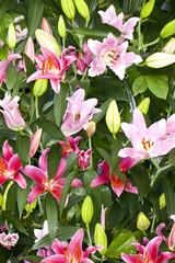 Closeup of a mixed assorted Asiatic Lilies flower in a garden