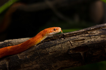 Hypo bloodred corn snake