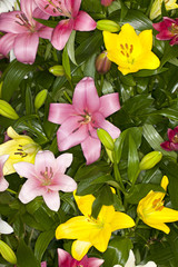 Closeup of a mixed assorted Asiatic Lilies flower in a garden © Aneese