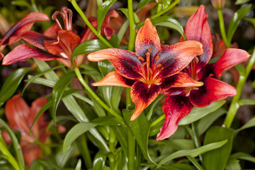 Closeup of a red Asiatic Lilies flower in a garden